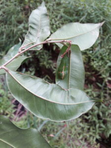 Aquilaria khasiana