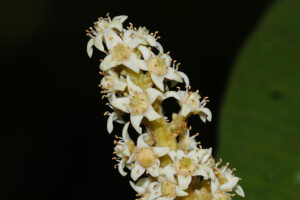 Buchanania barberi flower
