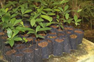 Buchanania barberi seedlings