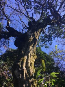 Mature Carpinus tientensis tree