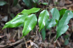 Hopea brachyptera leaves