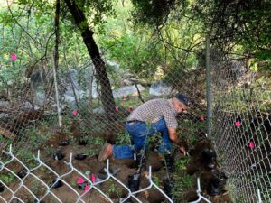 Local farmer transplanting Quercus brandegeei seedlings to enclosures