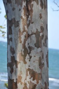 Tectona philippinensis trunk