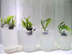 Alternative methods such as tissue culture are being used to propagate L. formosanus. Credit: Dr. Yue Ken Liao/ NCYU