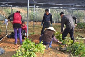 Local-people-working-at-Golden-camellia-at-Nasuo-township-scaled